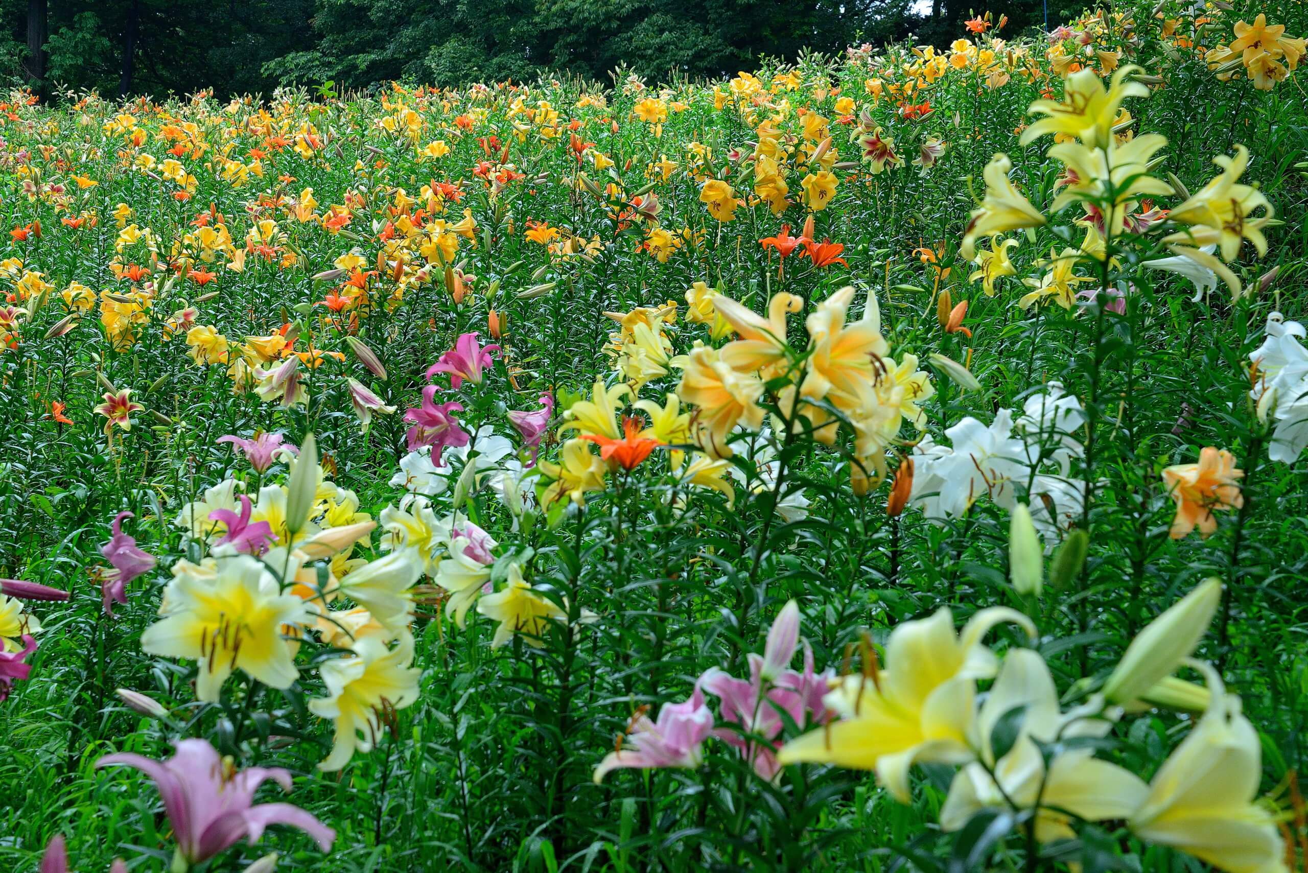 ところざわゆり園 森林に広がる百合の花園 散策同好会 旅の軌跡と備忘録