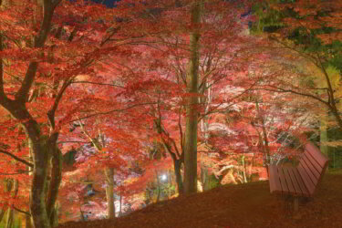 最上山公園もみじ山（兵庫県宍粟市）で紅葉を楽しんできました。