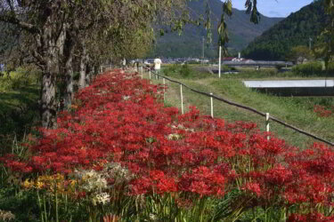 曼珠沙華の里（兵庫県多可町）で彼岸花を見てきた感想と現地レポート